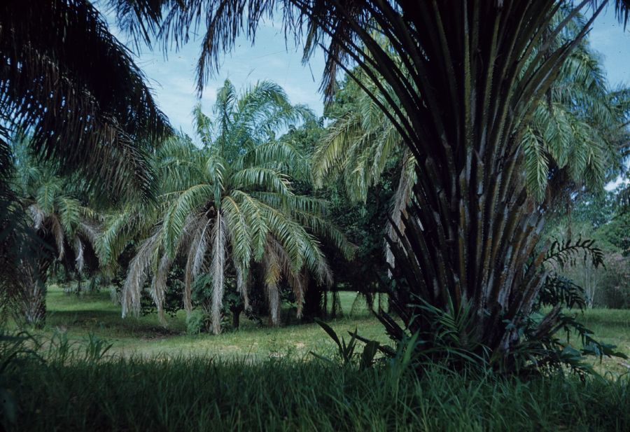 Arecaceae Elaeis guineensis