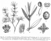 image of Grubbia rosmarinifolia