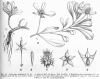 image of Acicarpha spathulata