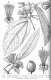 image of Alangium salviifolium