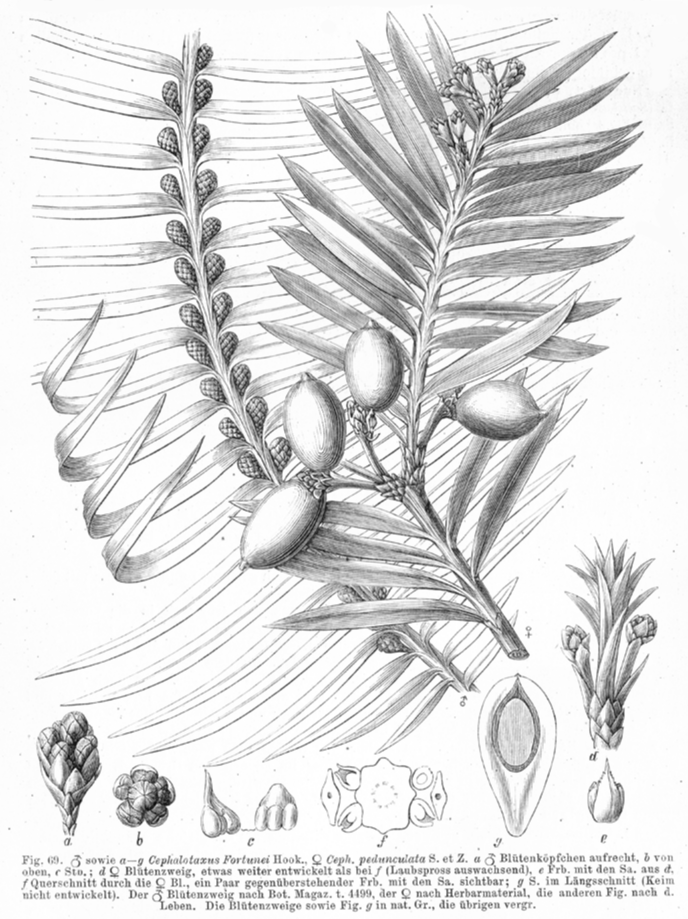 Cephalotaxaceae Cephalotaxus fortunei