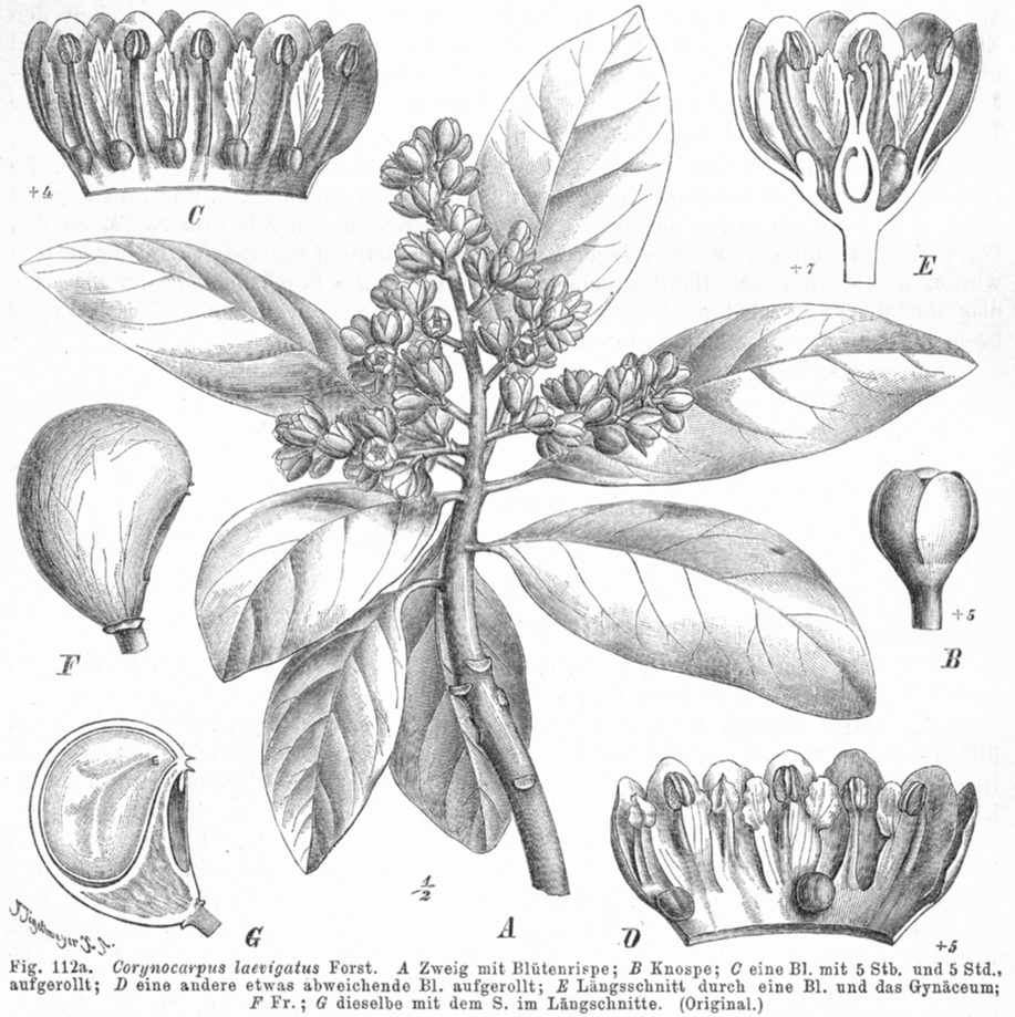 Corynocarpaceae Corynocarpus laevigatus