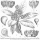 image of Corynocarpus laevigatus