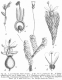 image of Levenhookia dubia