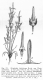 image of Triglochin calcitrapa