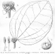 image of Warneckea amaniensis