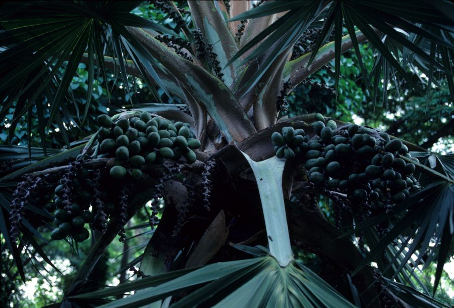 Arecaceae Latania loddigesii