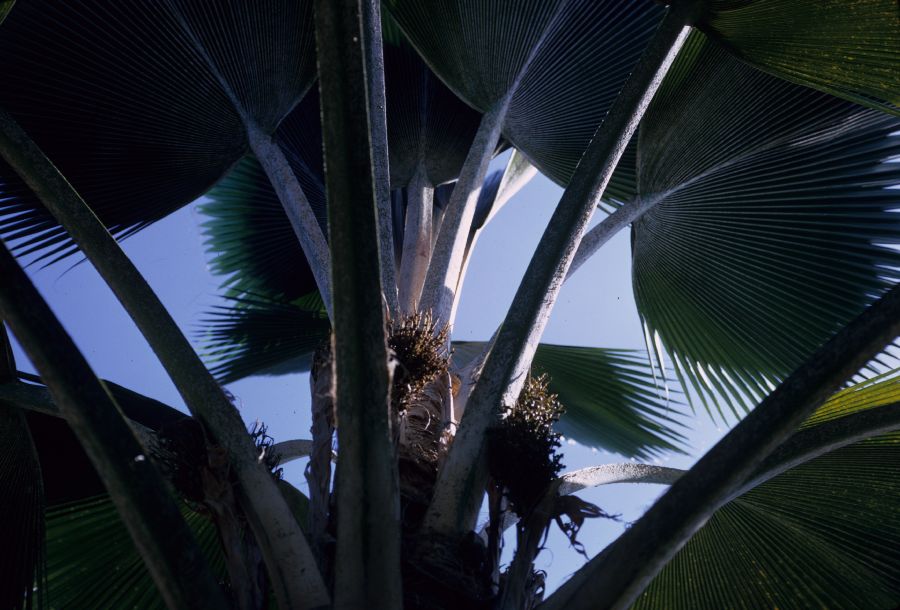 Arecaceae Licuala grandis