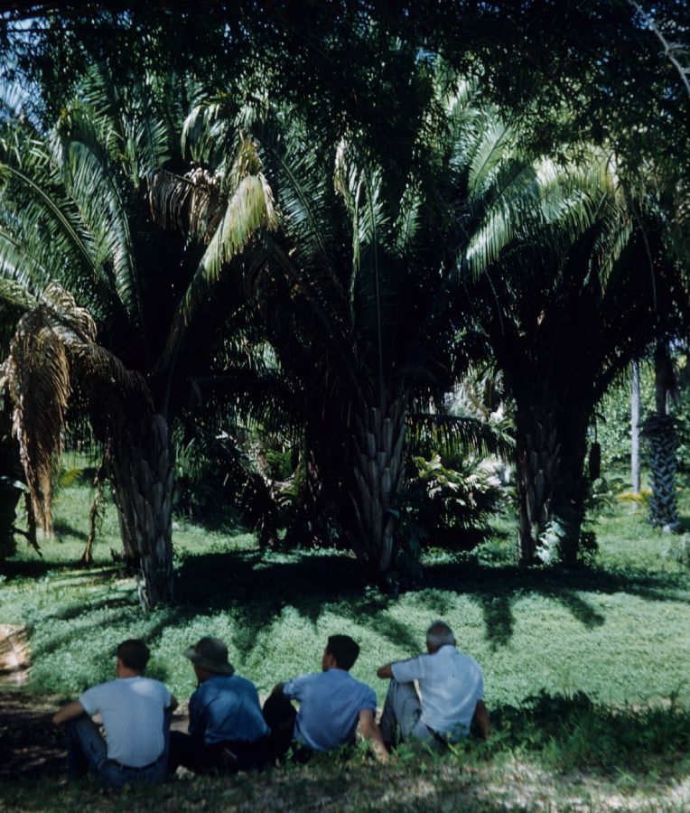 Arecaceae Orbignya cohune