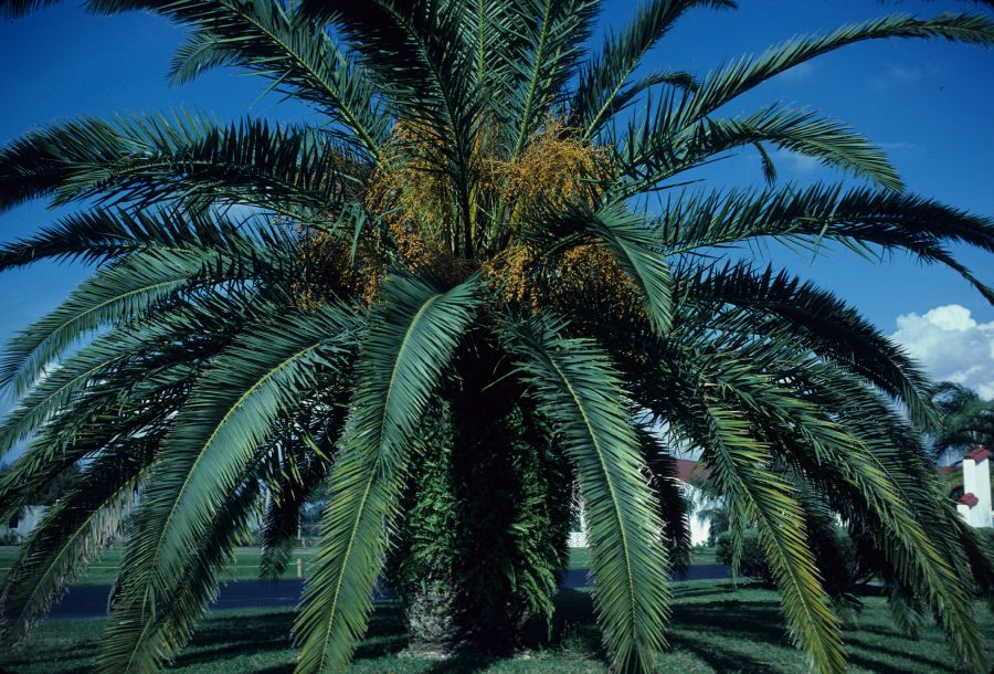 Arecaceae Phoenix canariensis