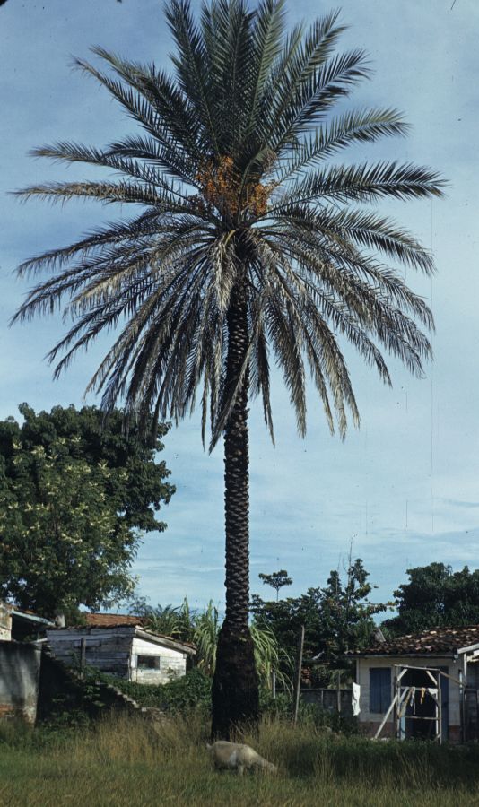 Arecaceae Phoenix dactylifera