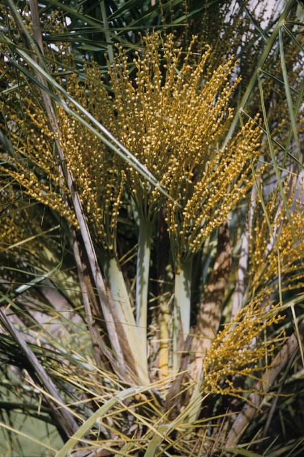 Arecaceae Phoenix ouseleyana
