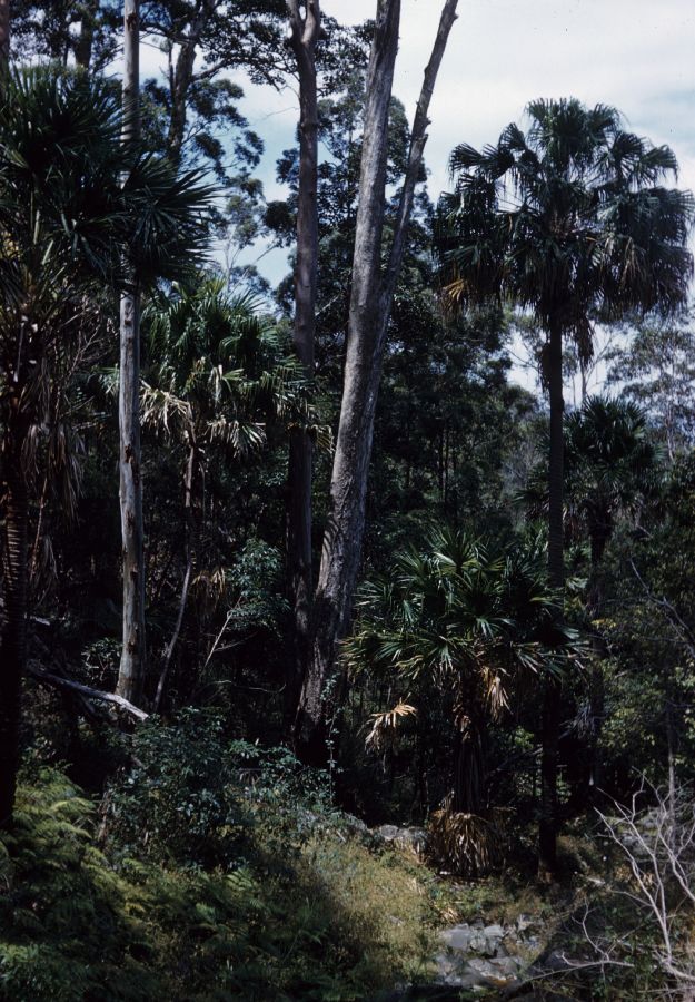 Arecaceae Livistona australis