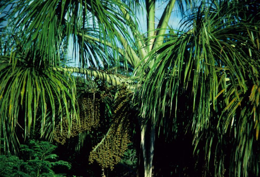 Arecaceae Mauritia flexuosa