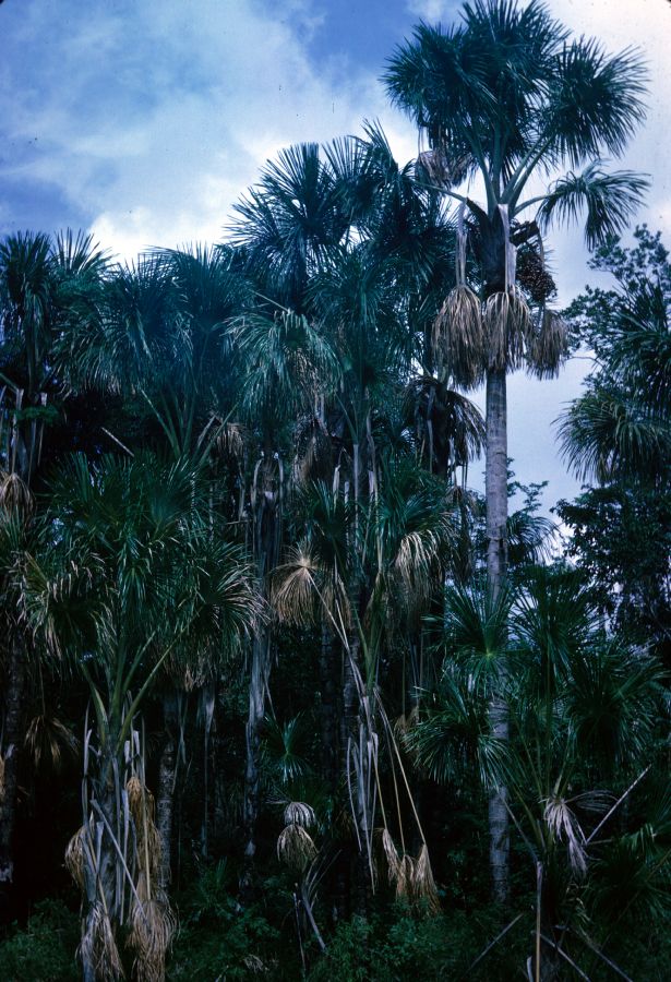 Arecaceae Mauritia sitigera
