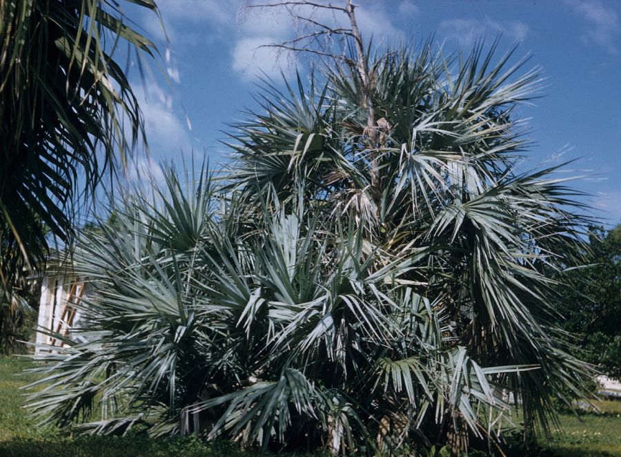 Arecaceae Nannorrhops ritchieana