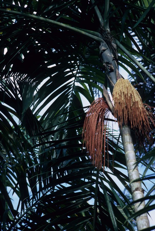 Arecaceae Oenocarpus 