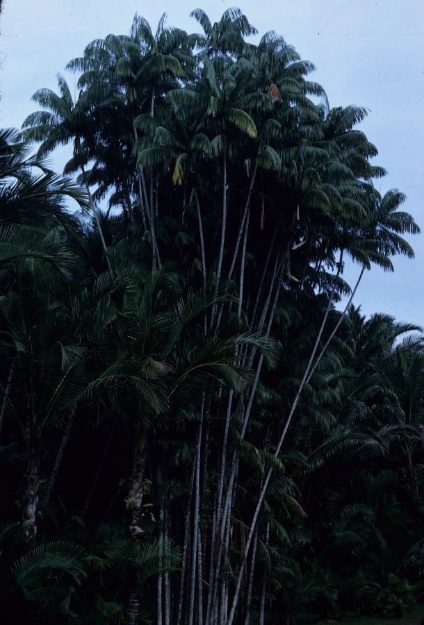 Arecaceae Oncosperma 