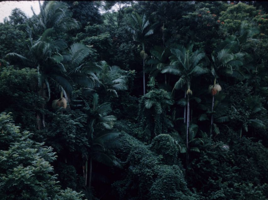 Arecaceae Pritchardia 