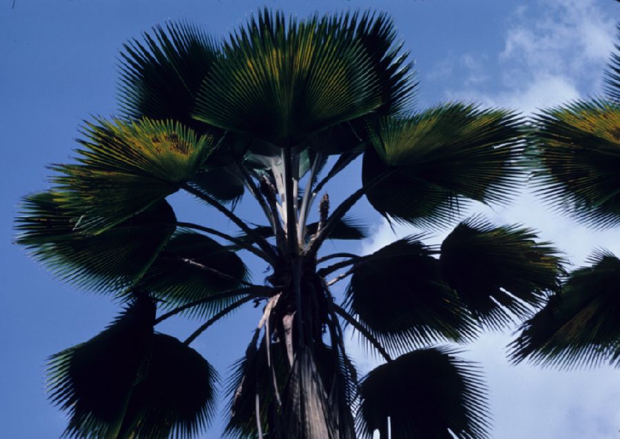 Arecaceae Pritchardia pacifica
