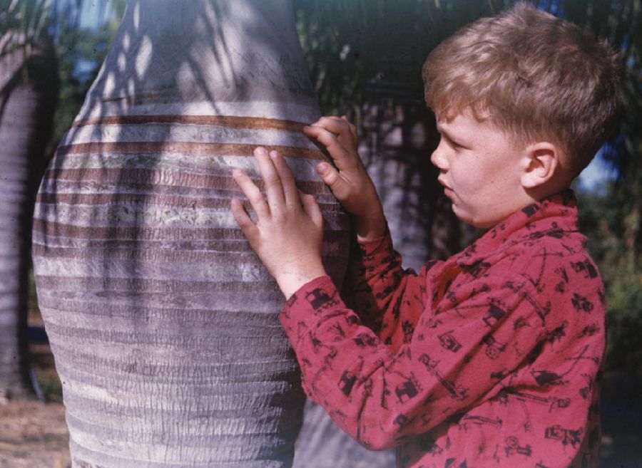 Arecaceae Pseudophoenix sargentii