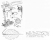 image of Euptelea polyandra