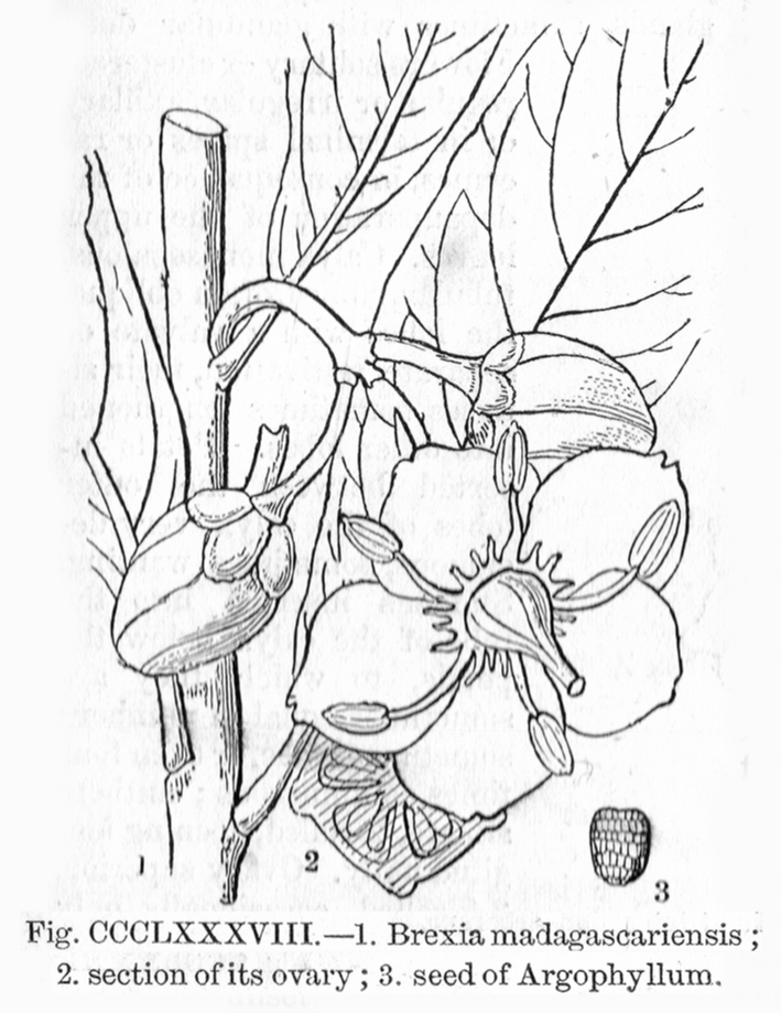 Celastraceae Brexia madagascariensis
