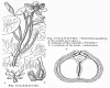 image of Cabomba aquatica