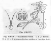 image of Callitriche verna