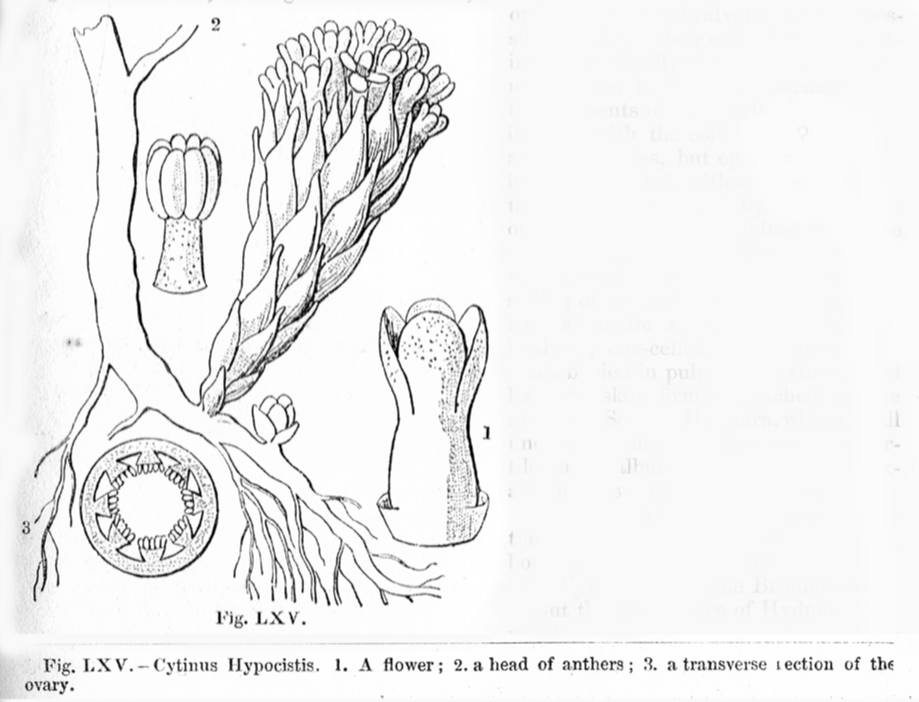 Cytinaceae Cytinus hypocistis