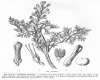 image of Fumaria officinalis