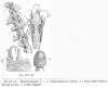 image of Pilostyles berterii