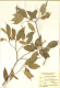 image of Xanthophyllum palembanicum