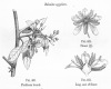 image of Balanites aegyptiaca