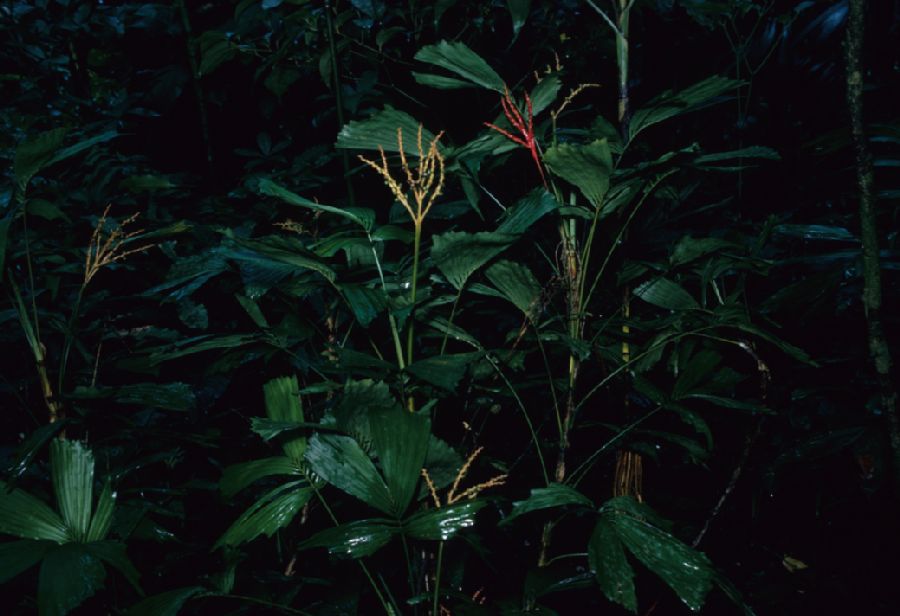 Arecaceae Reinhardtia gracilis