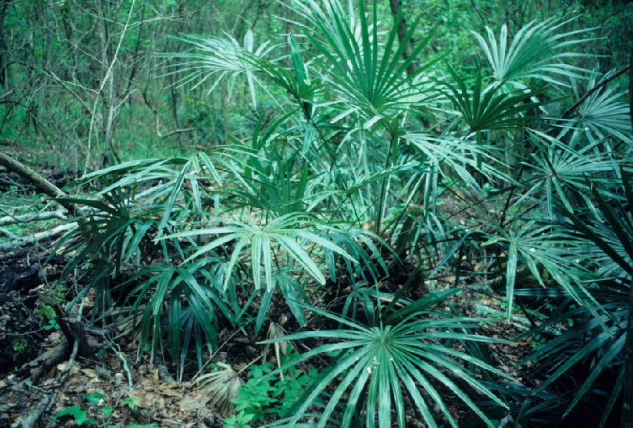 Arecaceae Rhapidophyllum hystrix