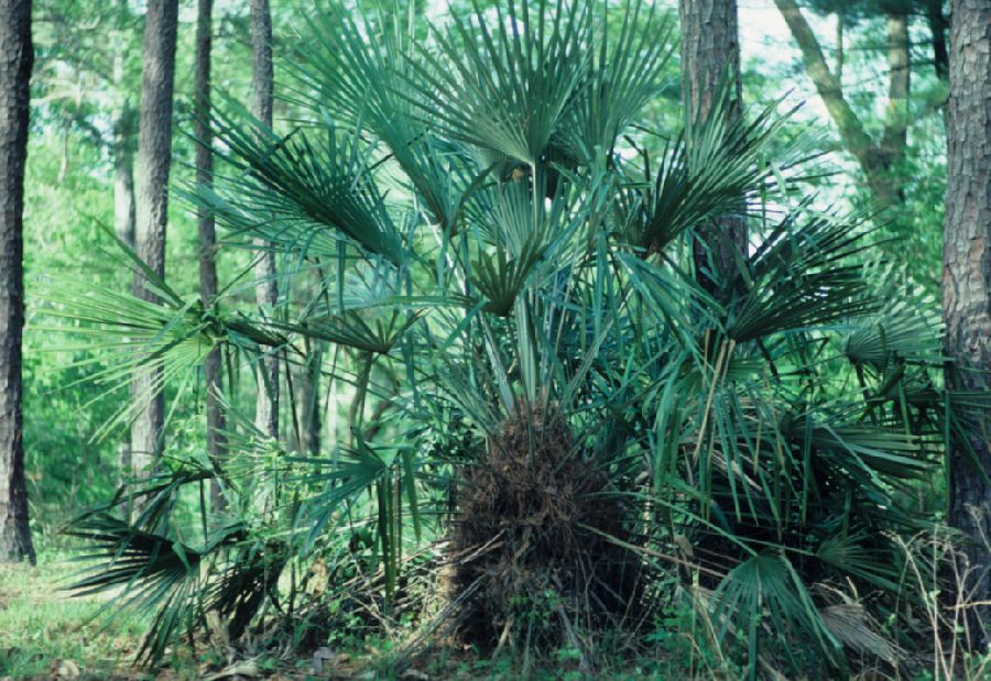 Arecaceae Rhapidophyllum hystrix