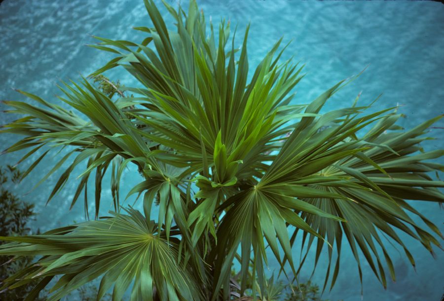 Arecaceae Thrinax multiflora