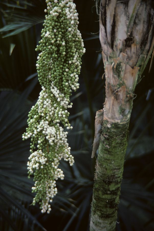 Arecaceae Thrinax radiata