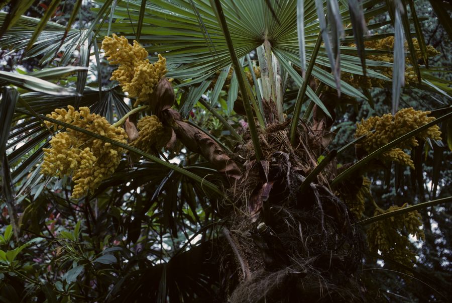 Arecaceae Trachycarpus fortunei
