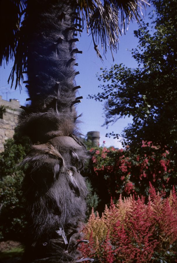 Arecaceae Trachycarpus fortunei