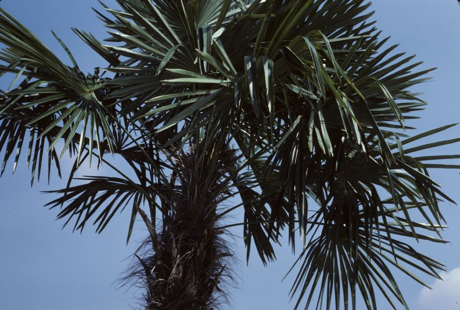 Arecaceae Trachycarpus fortunei