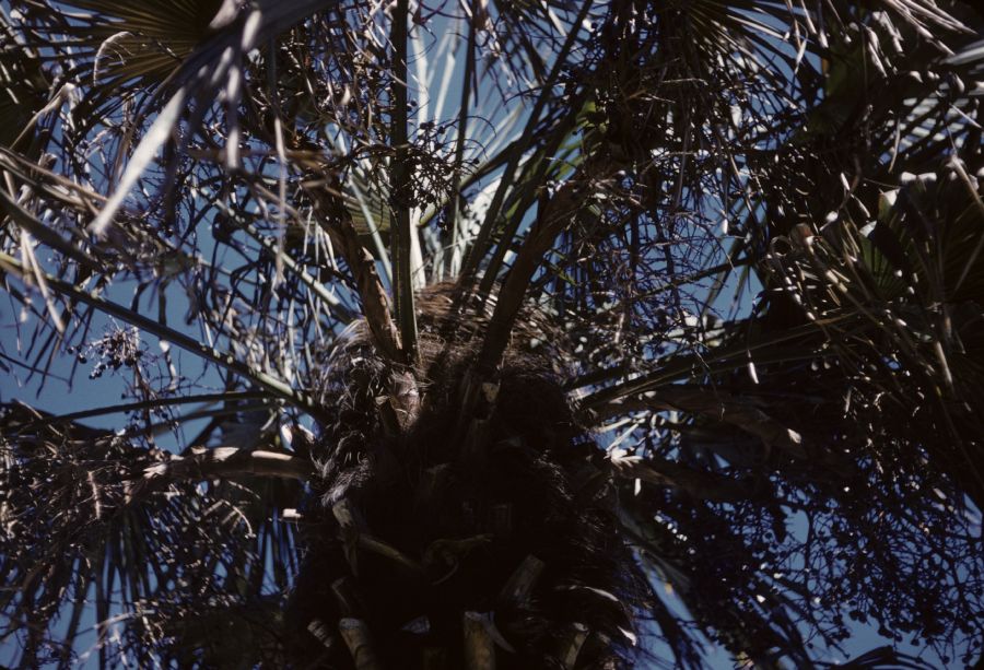 Arecaceae Trachycarpus fortunei