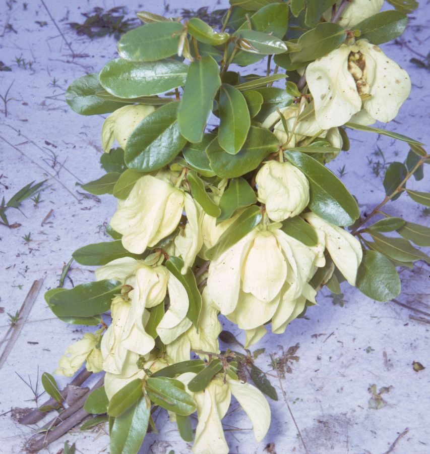 Annonaceae Asimina obovata