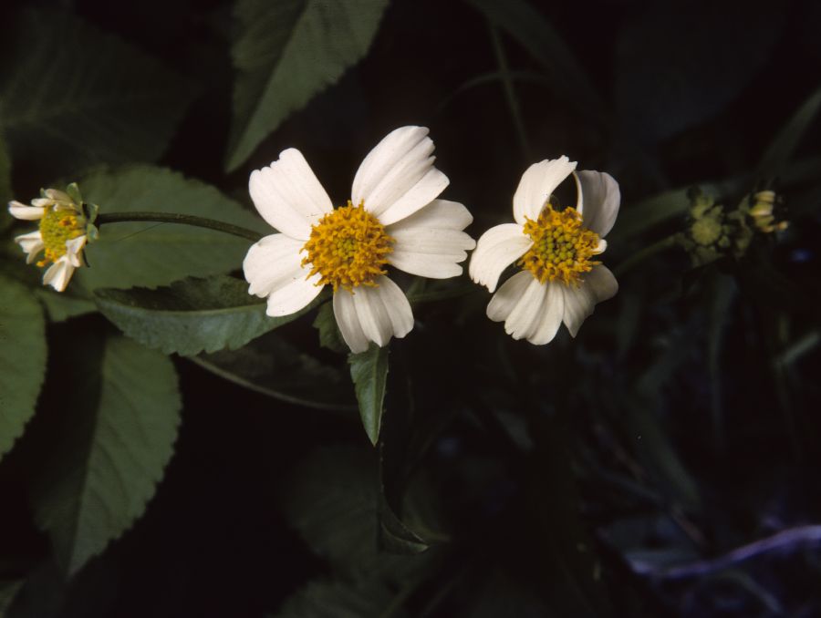 Asteraceae Bidens pilosa