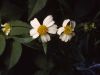 image of Bidens pilosa