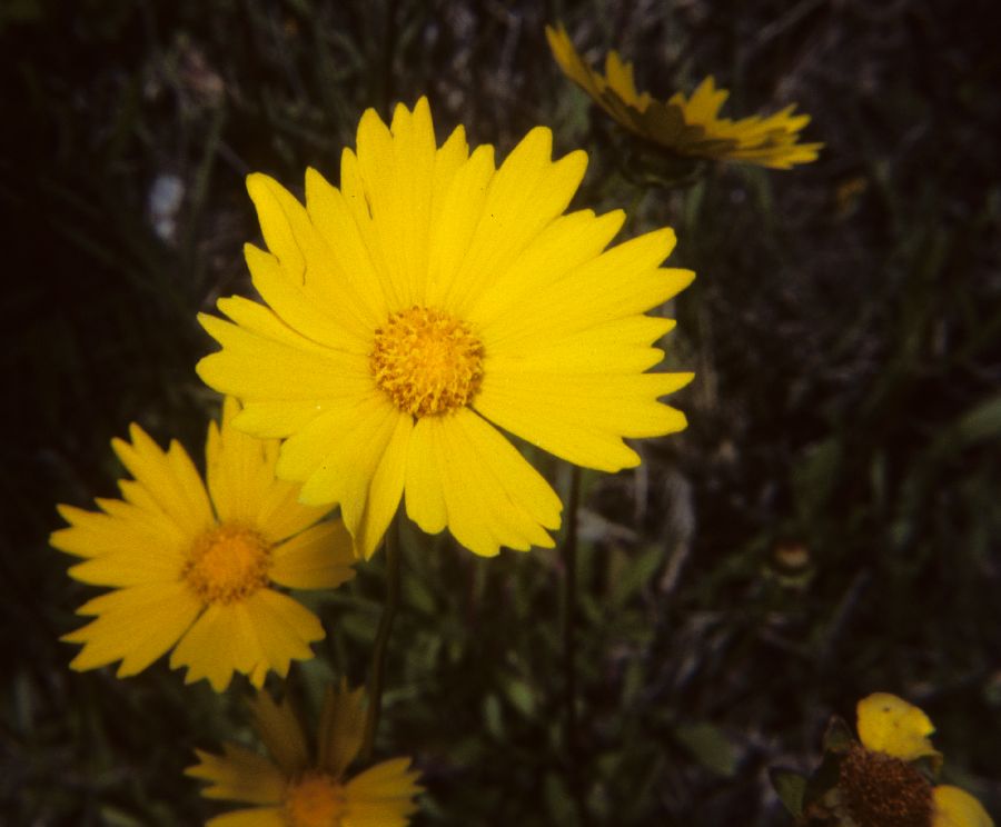 Asteraceae Coreopsis angustifolia