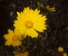 image of Coreopsis angustifolia