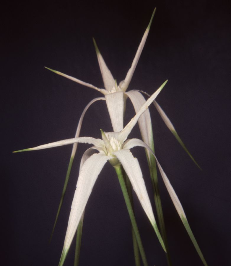 Cyperaceae Rhynchospora latifolia