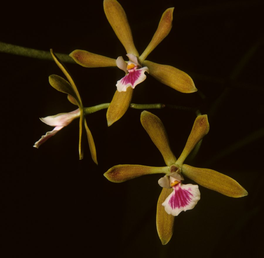 Orchidaceae Epidendrum tampense